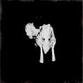 Sigur Rós - Kveikur CD